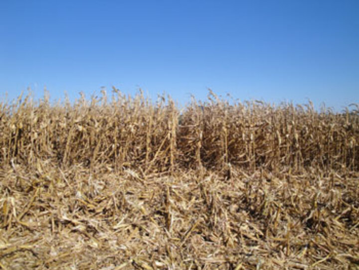 No-till corn field trial near Lincoln, Nebraska.