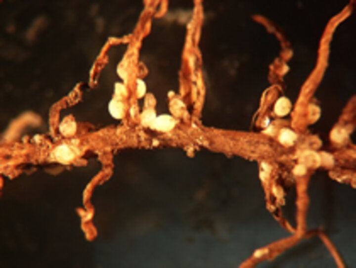 SCN cysts on soybean root