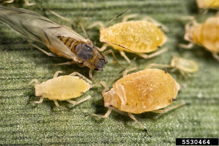 yellow sugarcane aphid