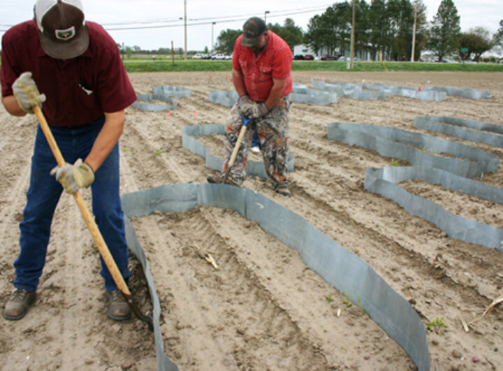 Researchers at UNL's Panhandle Research and Extension Center put up cutworm corals as part of their study.