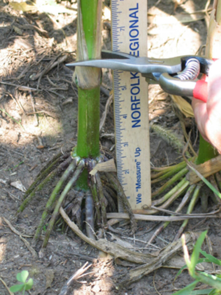 Cutting the stalk