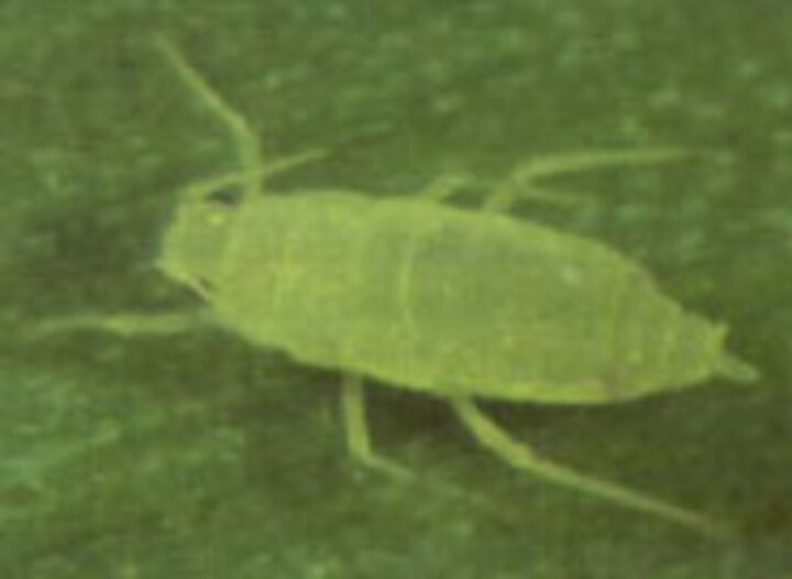 Photo of a Russian wheat aphid adult wingless female