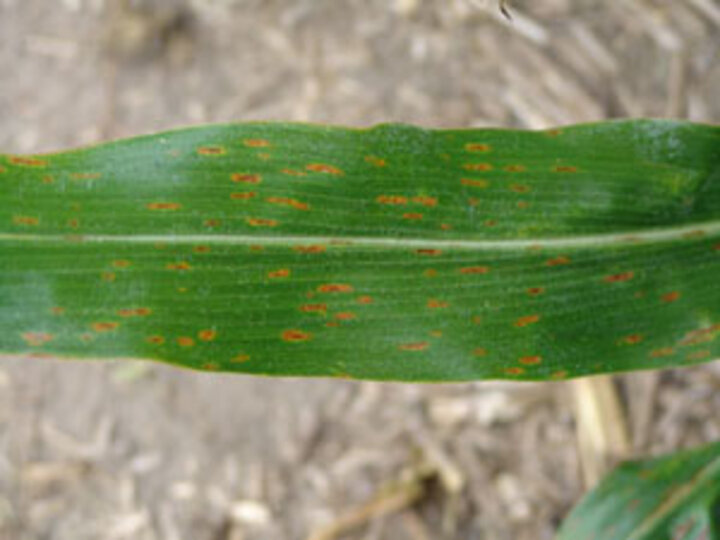 gray leaf spot