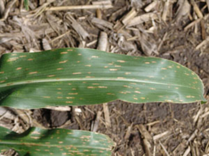 gray leaf spot