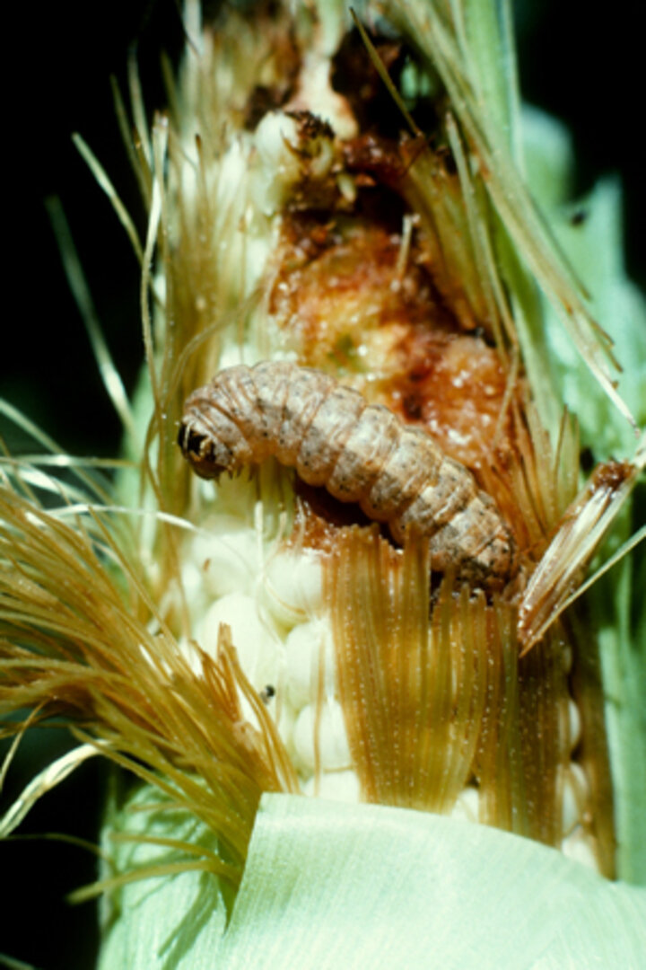 Photo of western bean cutworm larvae devouring a corn tip.