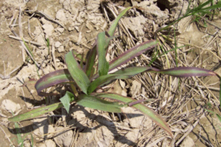 Corn with phosphorus deficiency