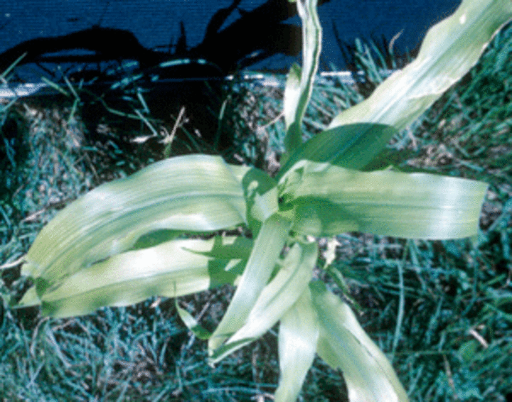 Sulfur deficiency in corn