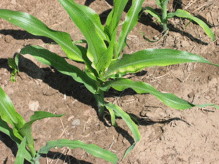 Zinc deficiency in corn