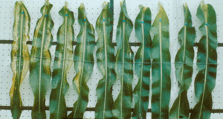 Corn leaves displaying zinc deficiencies