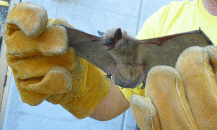bat