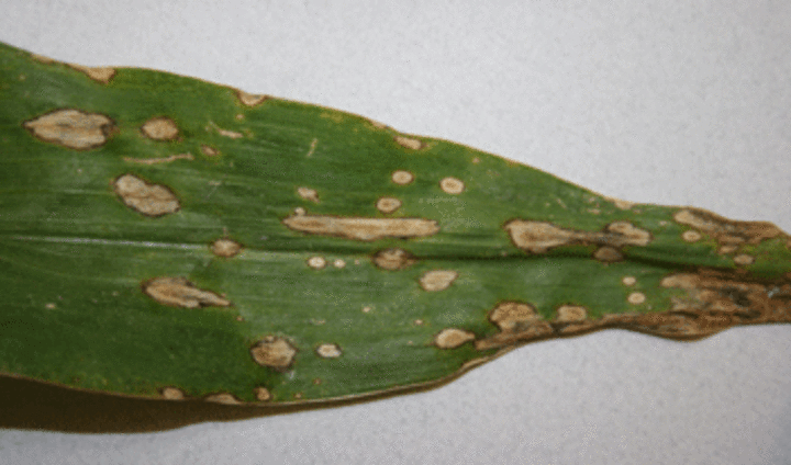 Holcus spot on corn