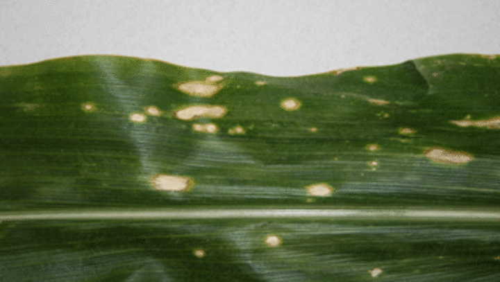 Holcus spot on corn