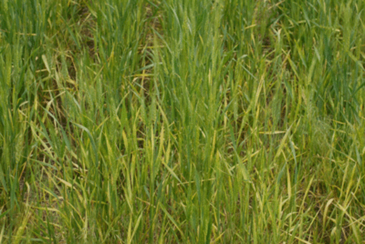 wheat streak mosaic