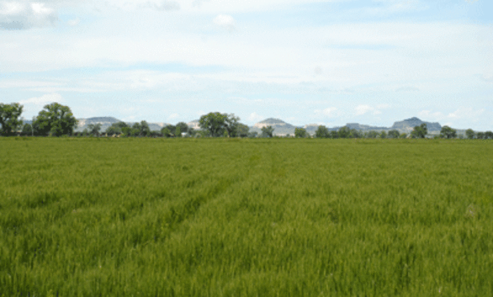 fusarium head blight