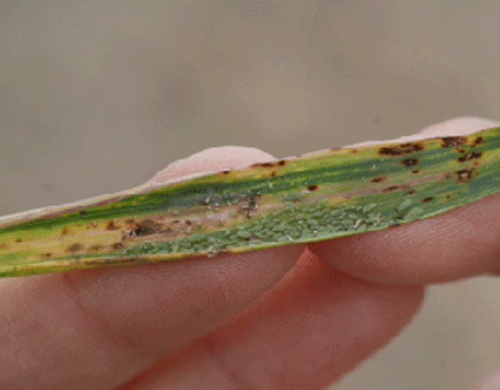 Russian wheat aphids
