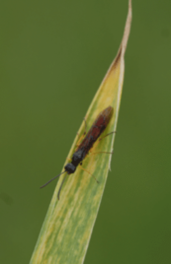 sawfly