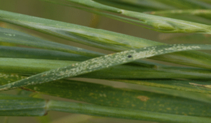 black grass bug