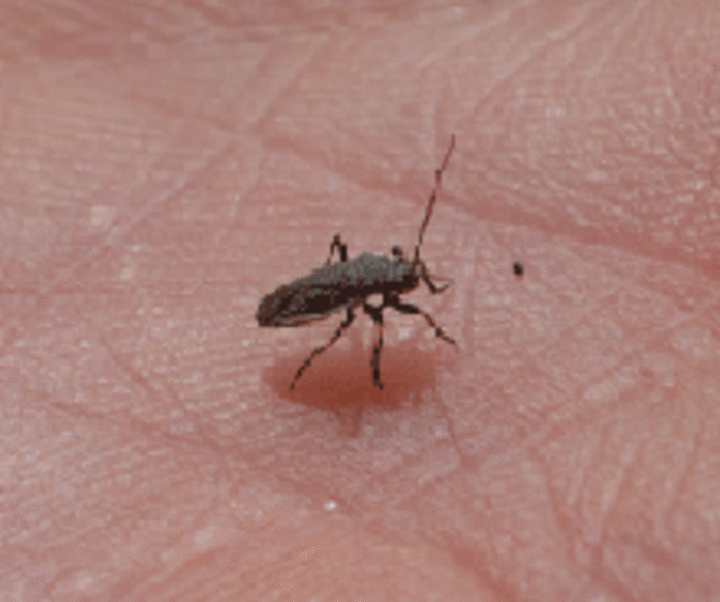 black grass bug