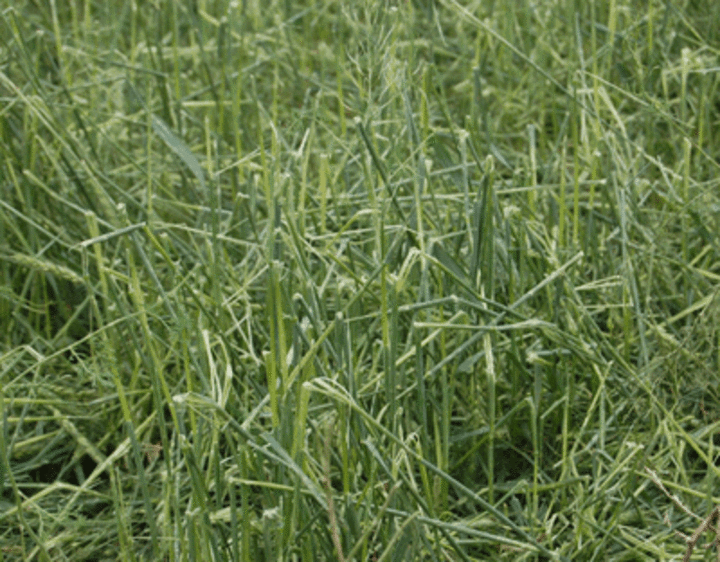 Photo of damaged wheat