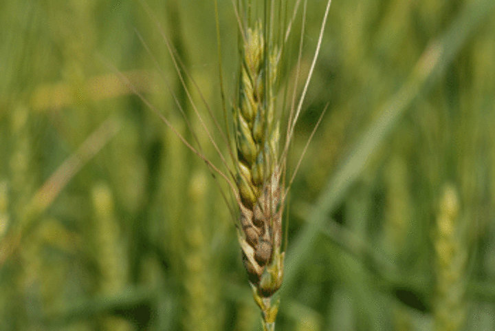 Photo of fusarium head blight