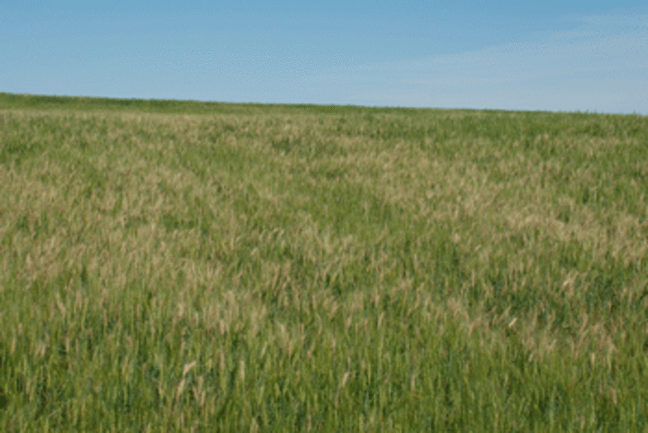 Photo of a moderate incidence of head blight