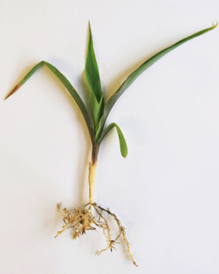 Photo of strip-till corn