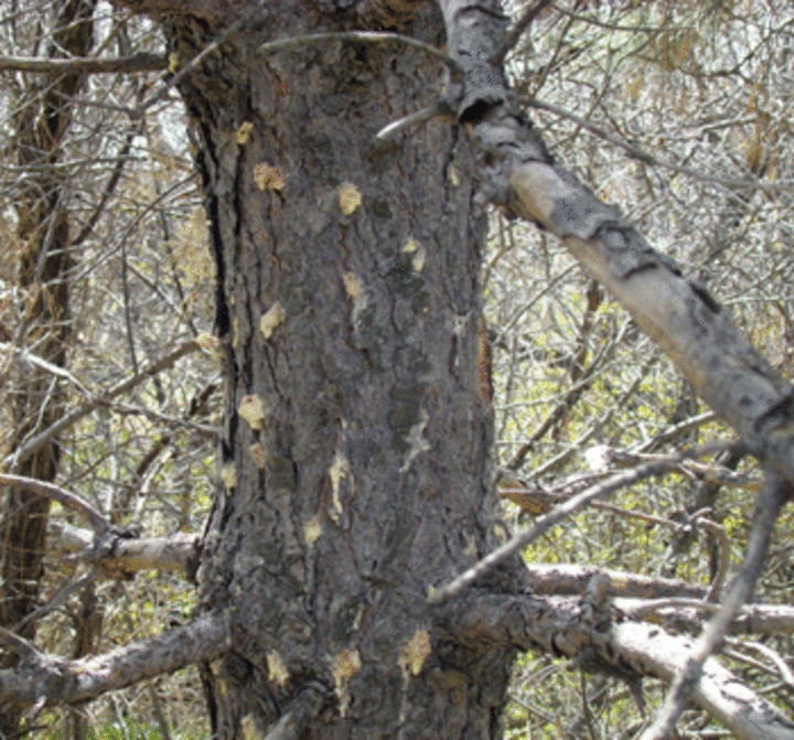 Damage caused by mountain pine beetle