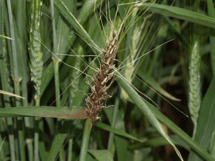 Loose smut in wheat