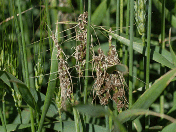 Loose smut in wheat