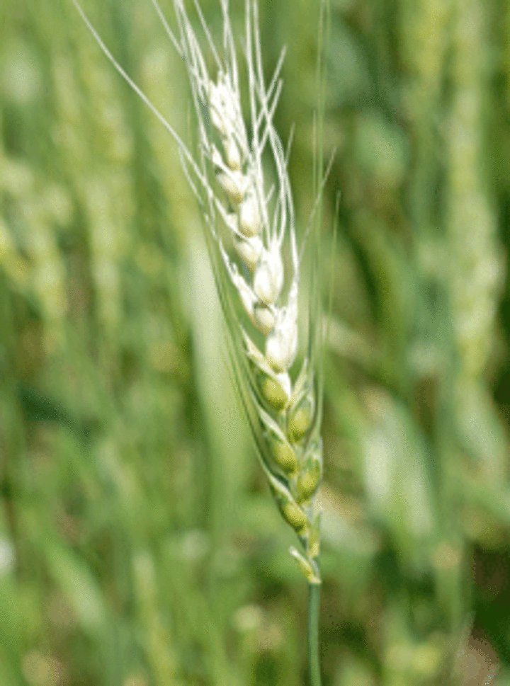 Bleached wheat head due to scab