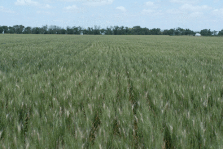 Wheat field with scab