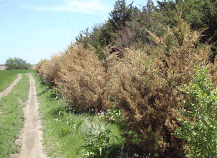 Windbreak with many dead eastern redcedar trees