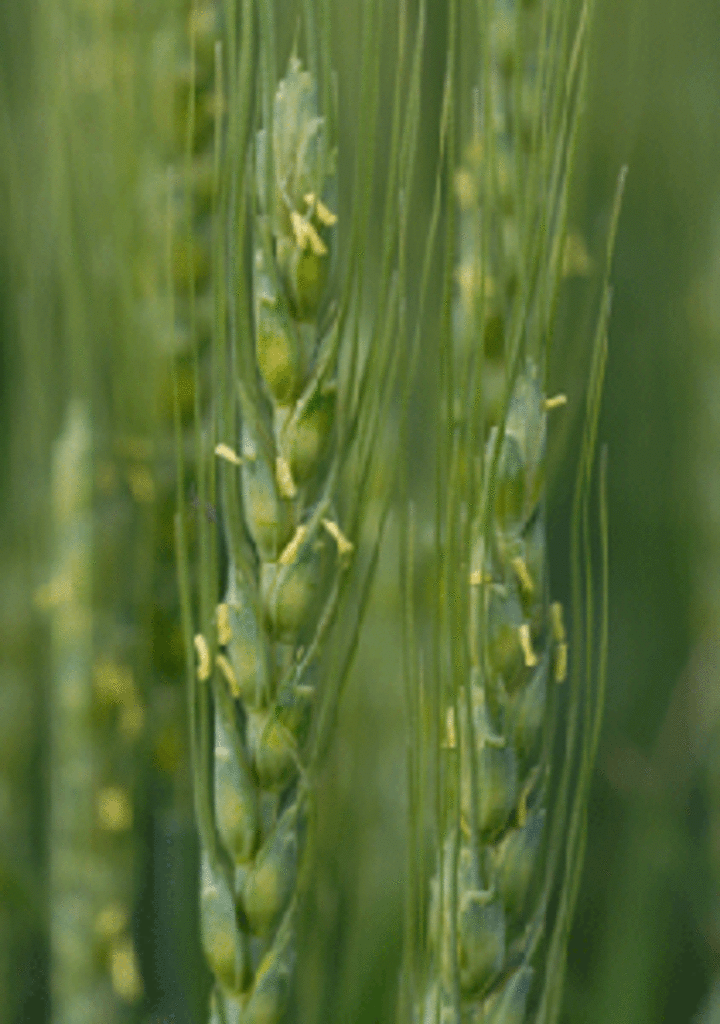 Wheat head
