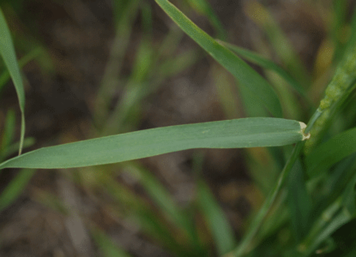 Healthy flag leaf