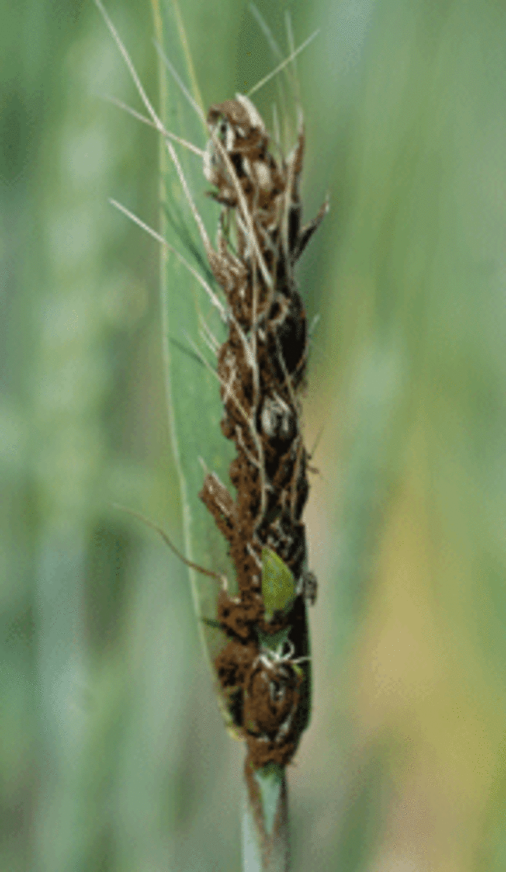 Loose smut in wheat