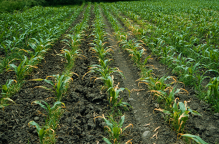 Nitrogen burned corn leaves