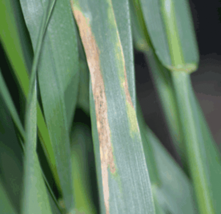 Photo of leaf blotch