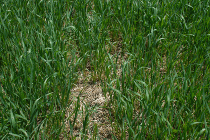 Photo of a wheat field with wheat residue