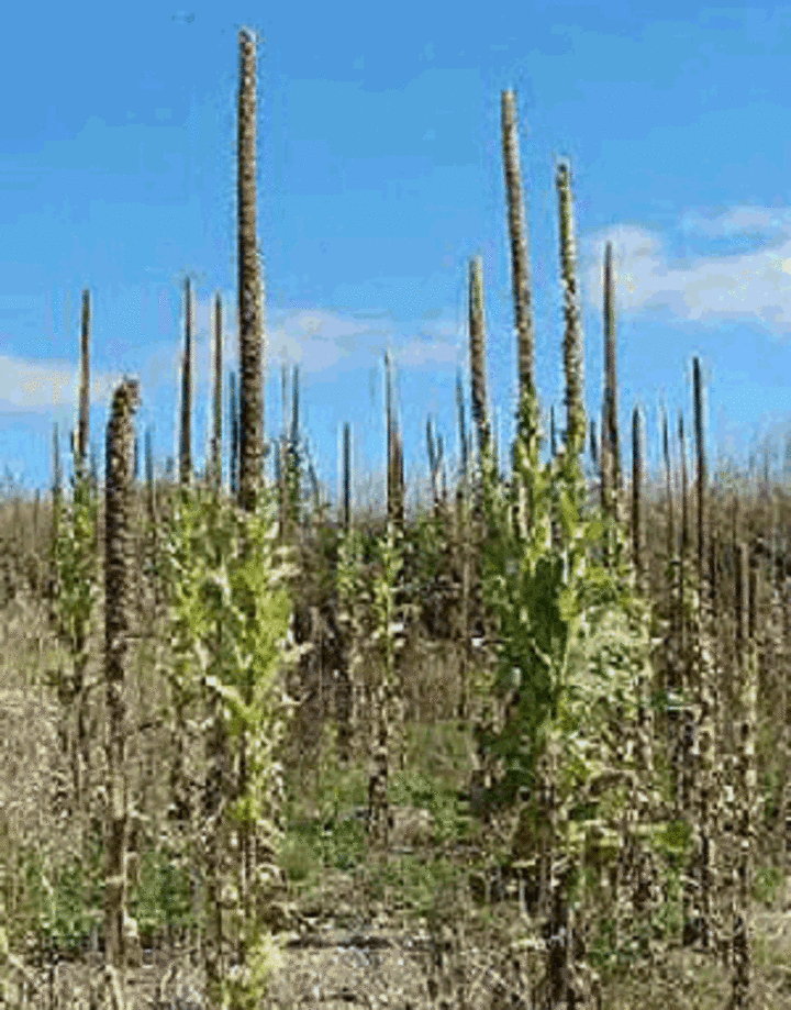 Figure 1: This photo illustrates common mullein in a nebraska pasture