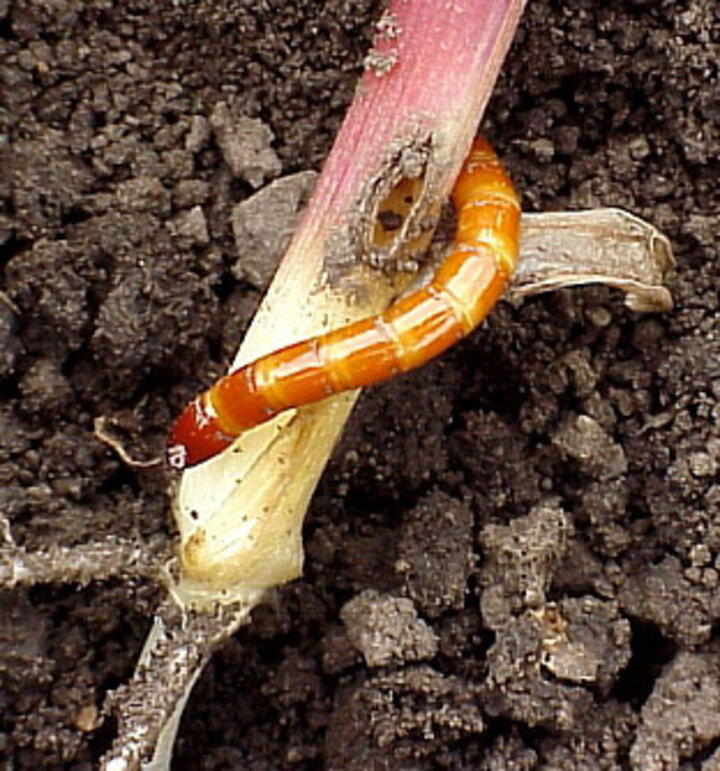 Photo - Wireworm