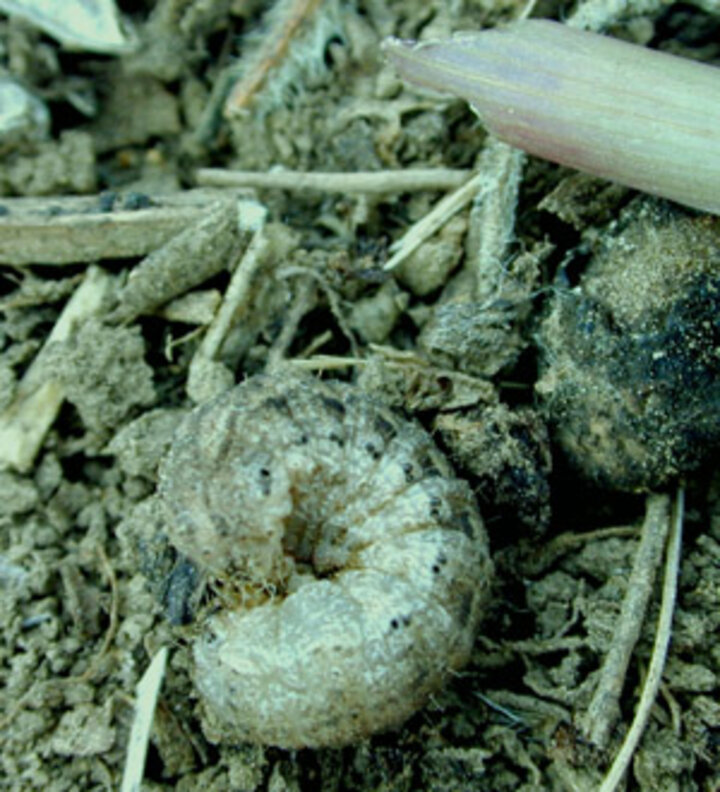 photo of a sandhils cutworm