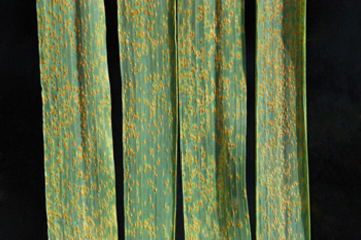 Wheat leaf rust
