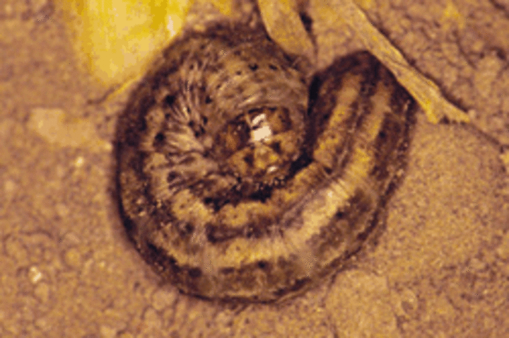 army cutworm