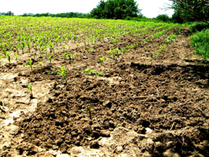 Corn field damaged by feral hog rooting