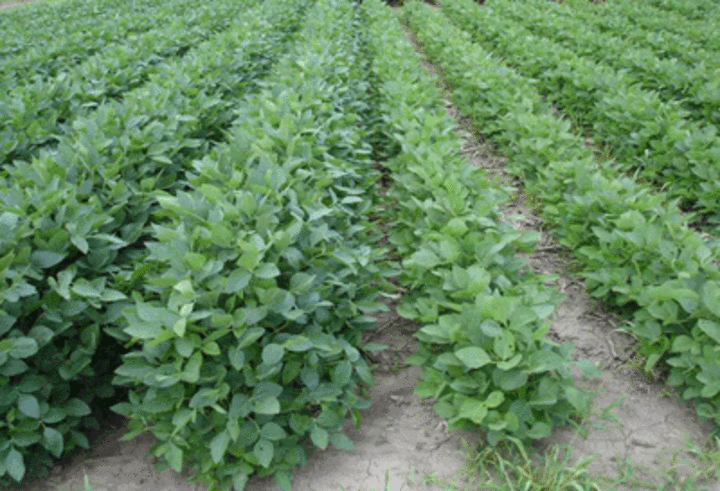 Photos comparing early season growth of early planted soybeans and those planted during the traditional time.