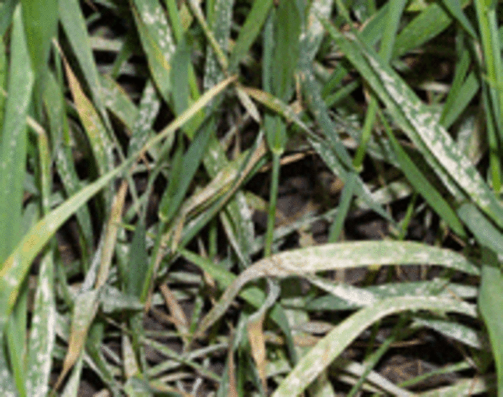 Photo of tan spot