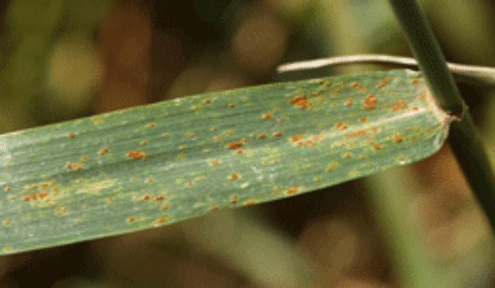Leaf rust on the flag leaf of a wheat plant.