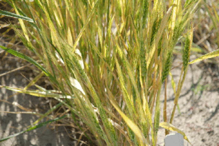 Severe wheat streak mosaic.