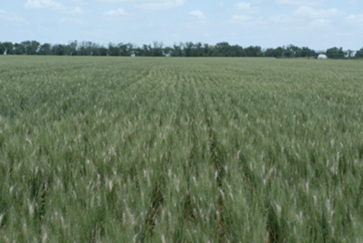 Field symptoms of Fusarium head blight.