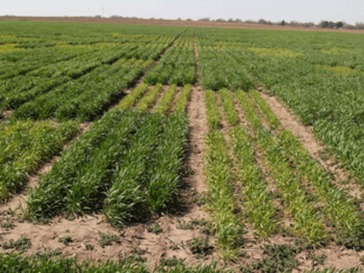 Photo of a wheat breeding nursery